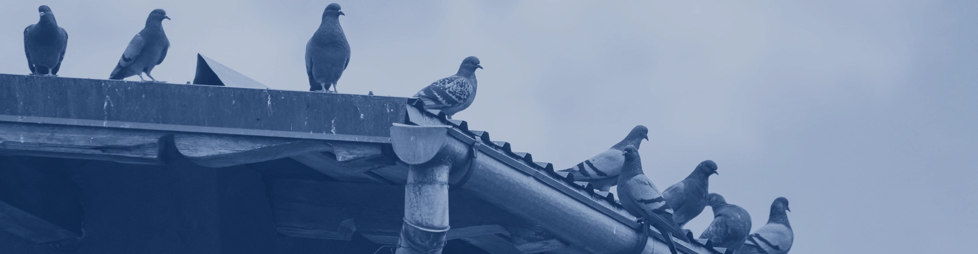Pigeons on the roof of a loft