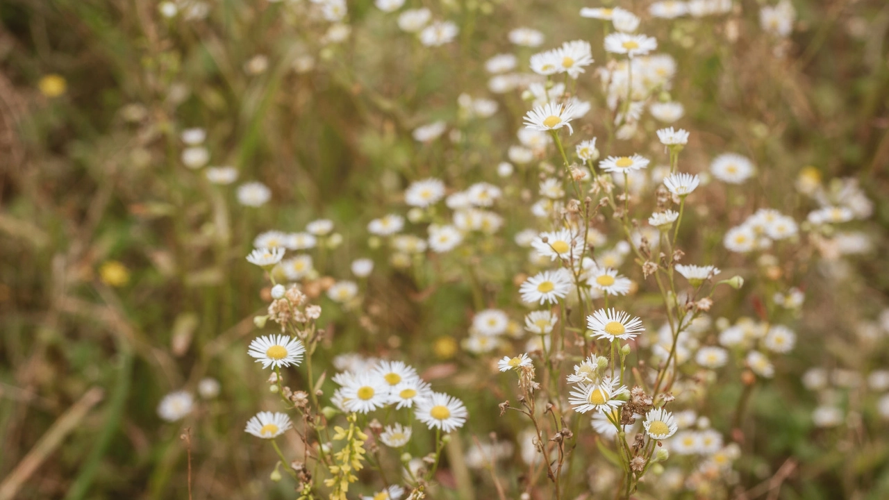 Korte indruk van de planten in De Biesbosch