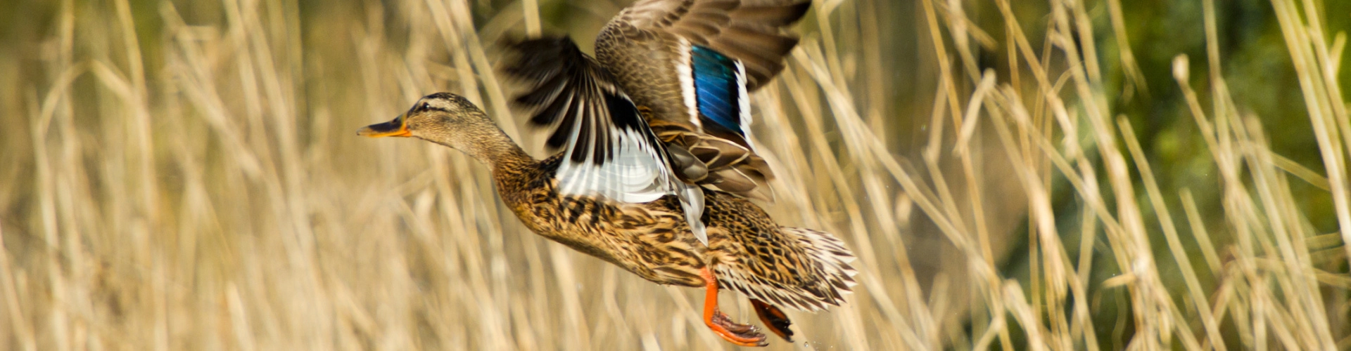 De eendenkooi in de Biesbosch