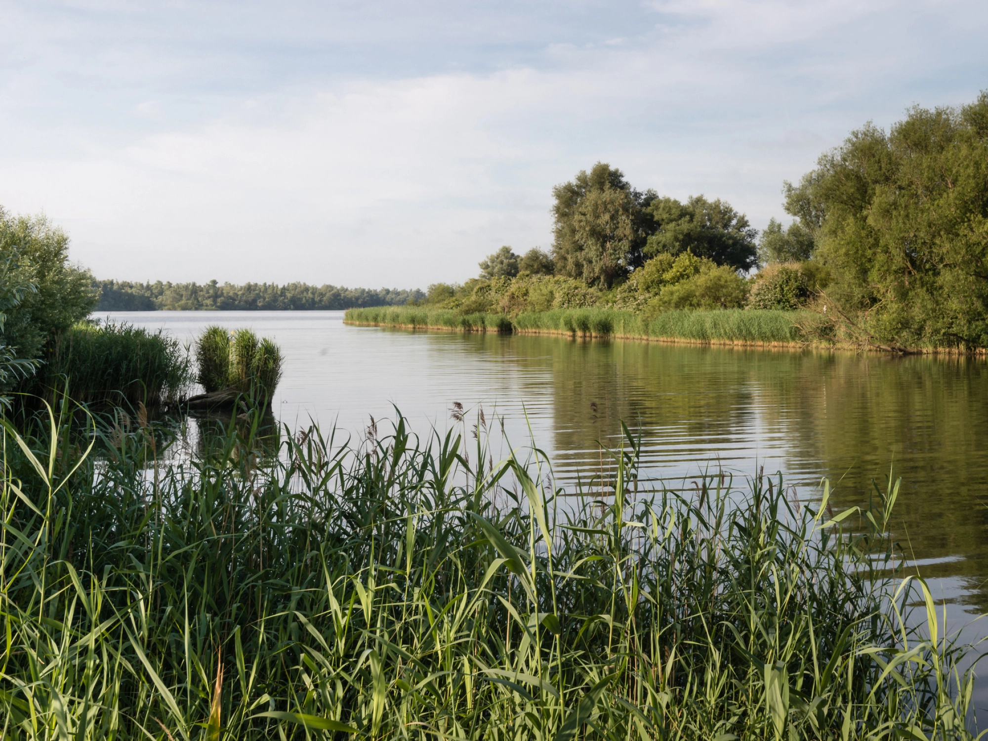 Varen in de Biesbosch