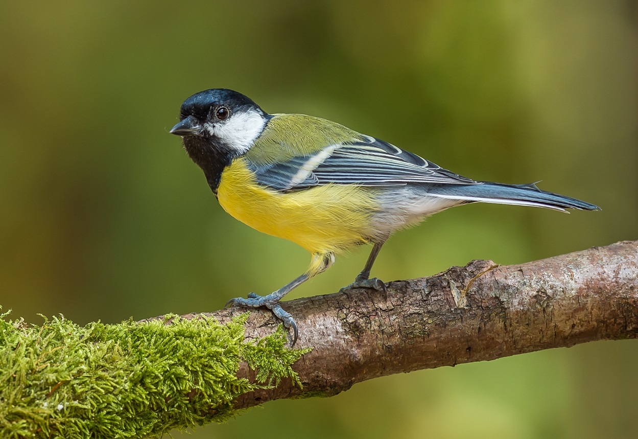 Vogels in de lente | Deli Nature Greenline
