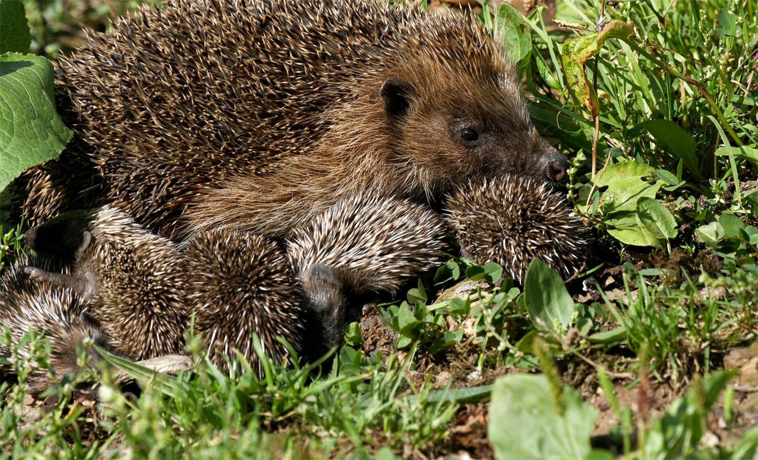 Egel met jongen | Deli Nature Greenline