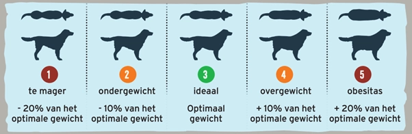 BCS Body Condition Score voor grote honden