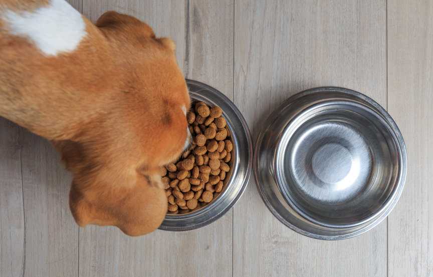 Quelle est la meilleure alimentation pour mon chien ?