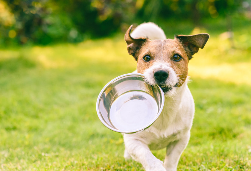 Welke hondenvoeding voor mijn hond? | Euro-Premium