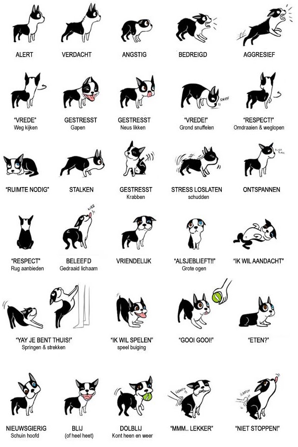 Wat wil jouw hond jou vertellen?