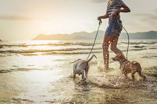 Prendre un deuxième chien ? Comment gérer ça...
