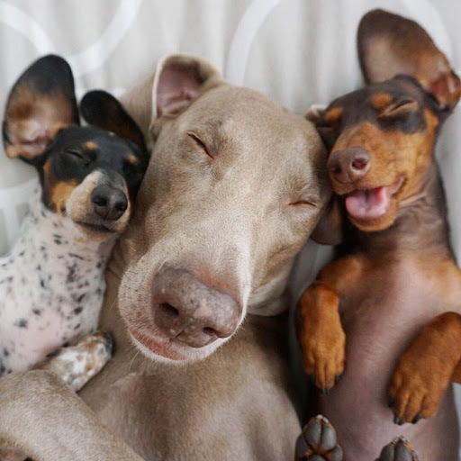 Prendre un deuxième chien ? Comment gérer ça...