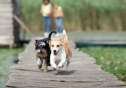 Prendre un deuxième chien ? Comment gérer ça...