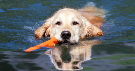Zwemmen met je hond | EURO PREMIUM