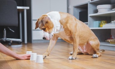 Hondenkennis test