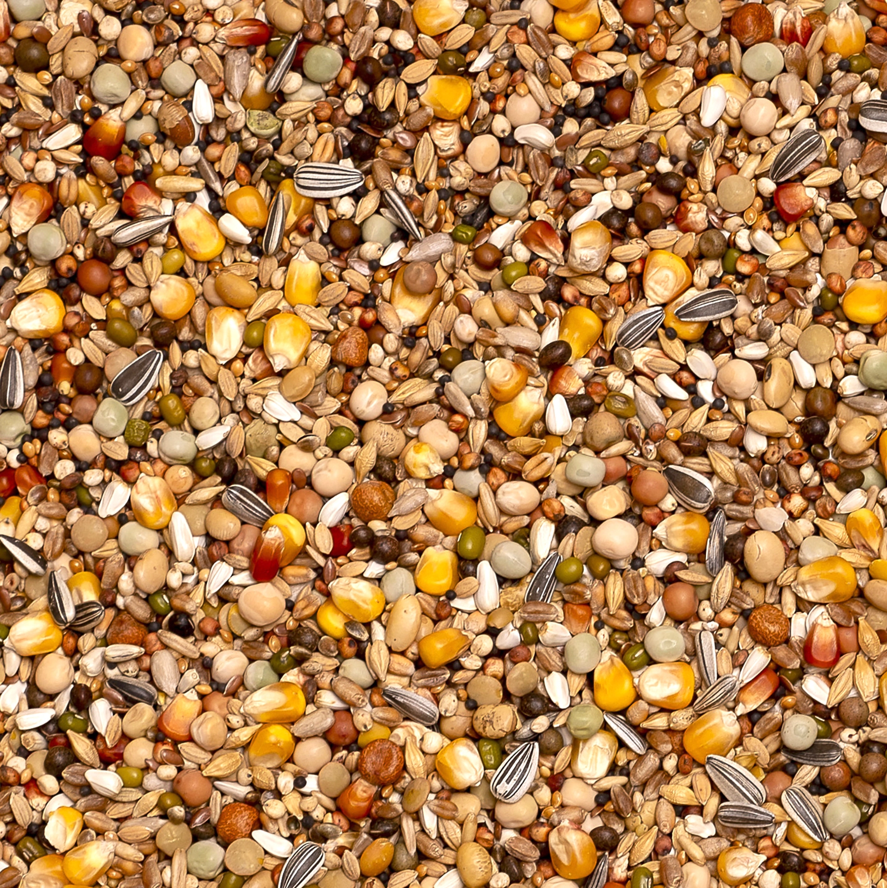 Olympia 53 - breeding & moulting | VOSKES