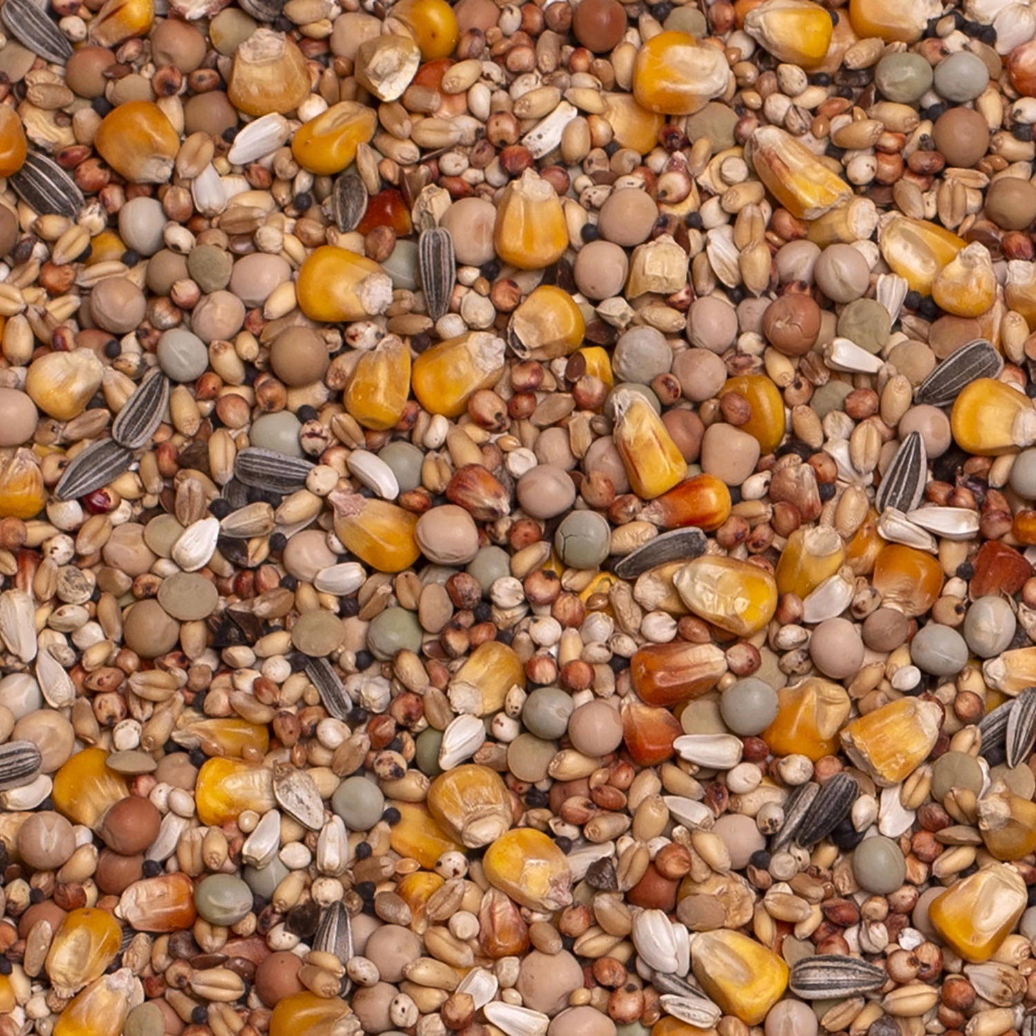 BASIC BREEDING & RACING | | Beyers Belgium