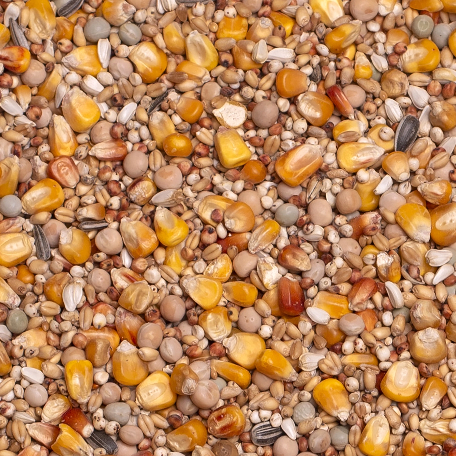 BASIC RACING | | Beyers Belgium