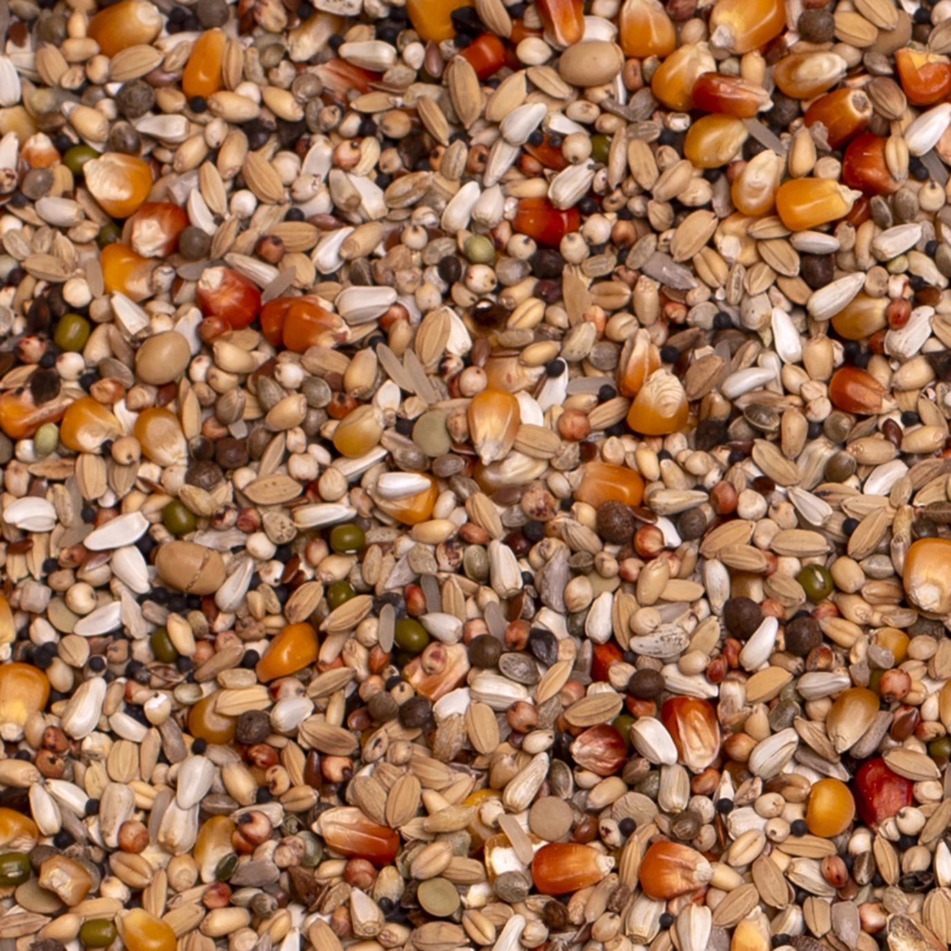 PREMIUM WIDOWHOOD HENS | | Beyers Belgium