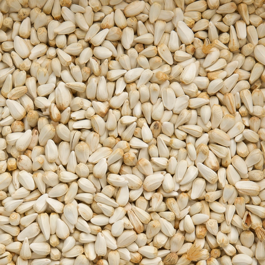 SAFFLOWER | | Beyers Belgium