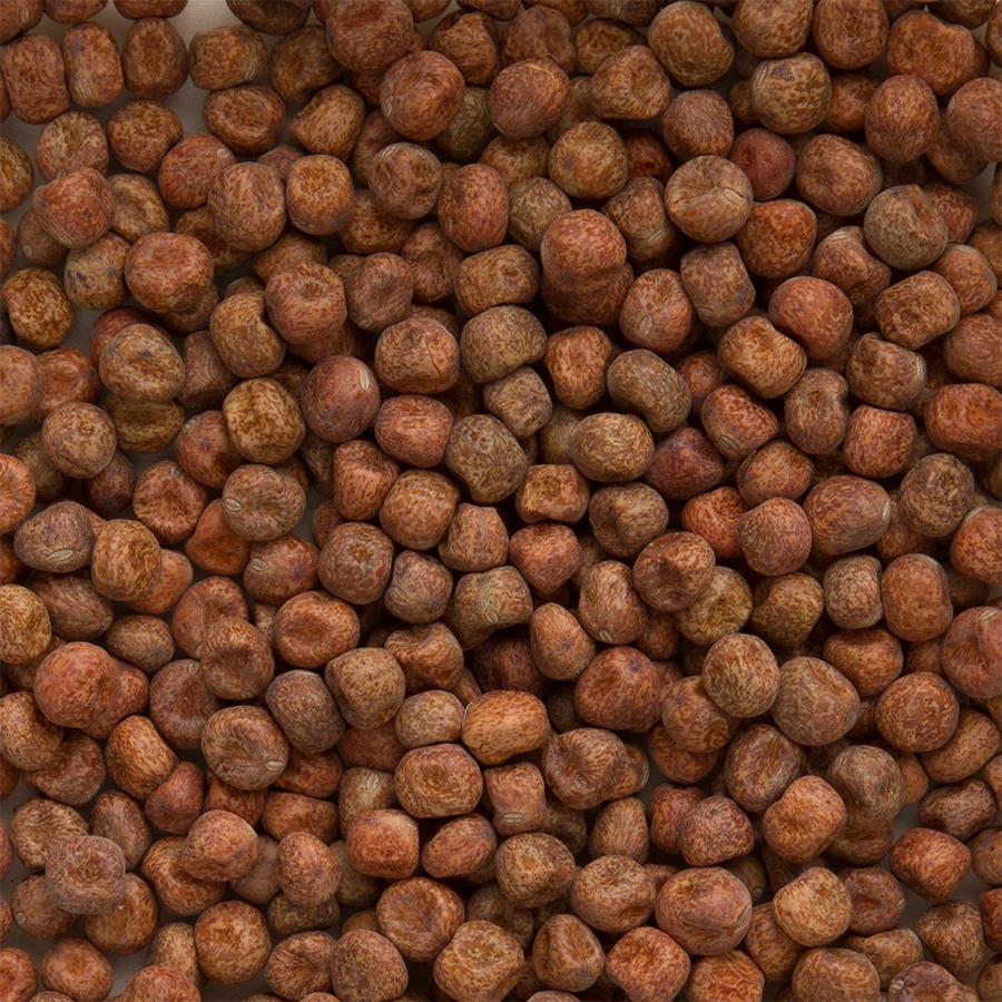 MAPLE PEAS N°1 | | Beyers Belgium