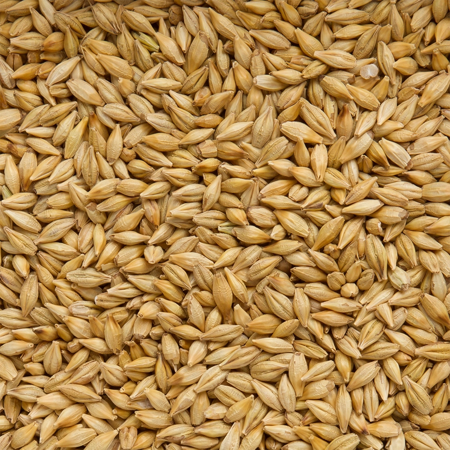 BARLEY FOR PIGEONS | | Beyers Belgium