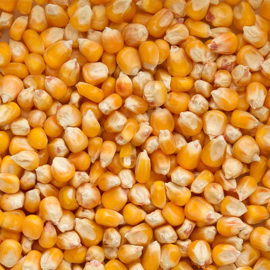 EXTRA CRIBBS MAIZE | | Beyers Belgium