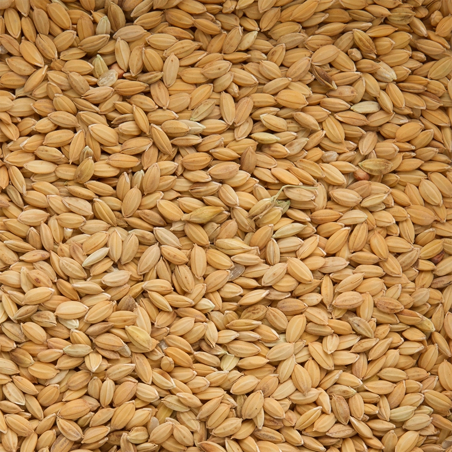 PADDY RICE | | Beyers Belgium