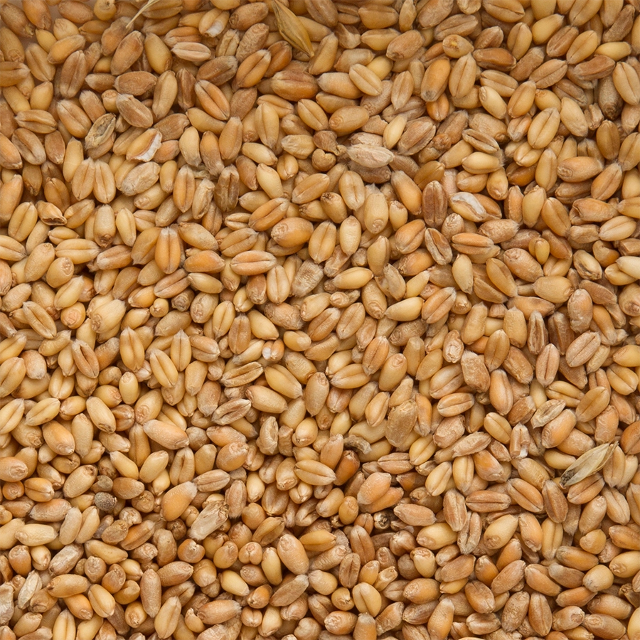 WHITE WHEAT EXTRA | | Beyers Belgium