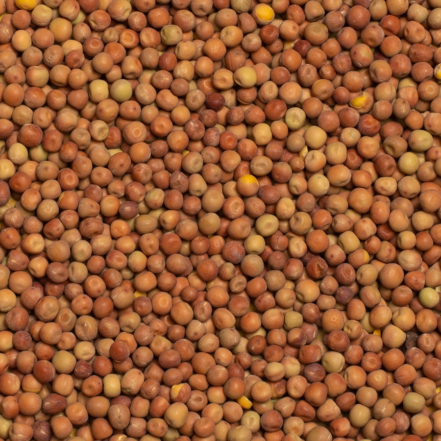 DUNPEAS | | Beyers Belgium