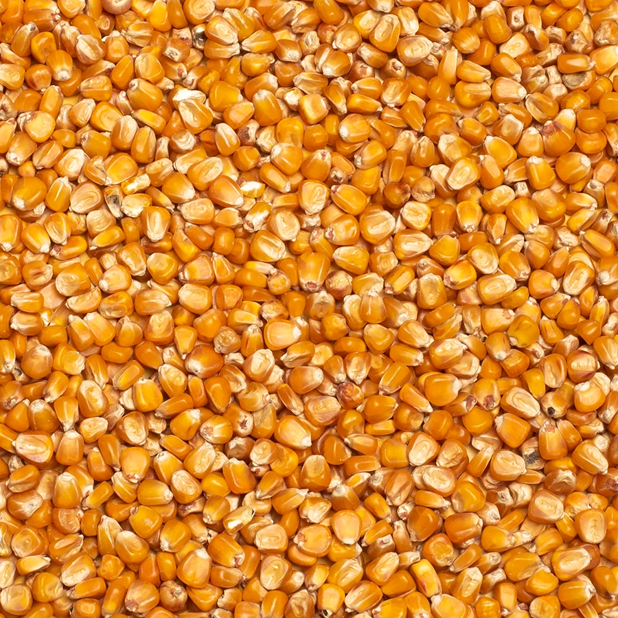 RED PLATA MAIZE | | Beyers Belgium