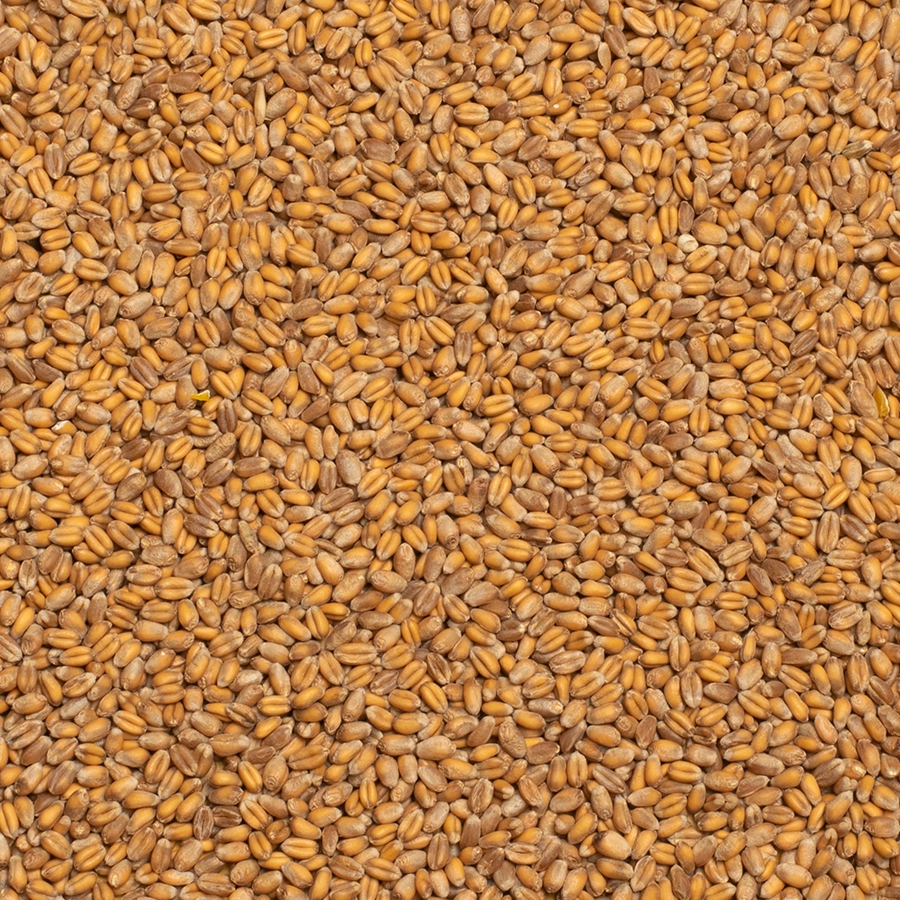 WHEAT FOR PIGEONS | | Beyers Belgium