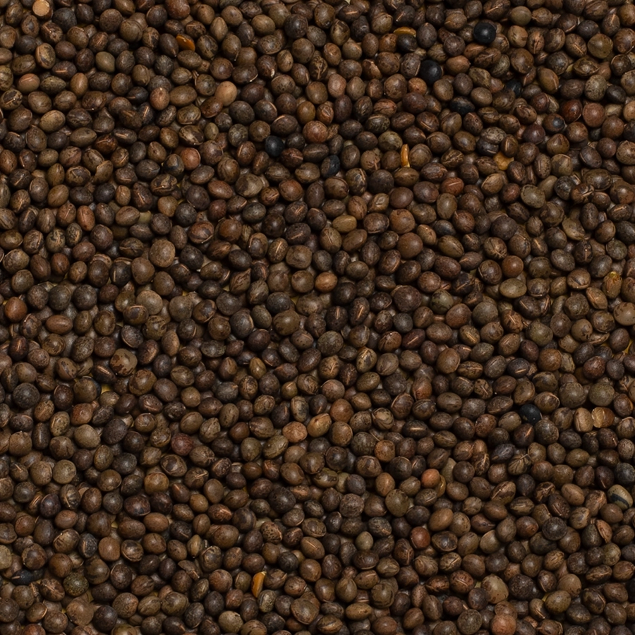 VETCHES (TARES) | | Beyers Belgium