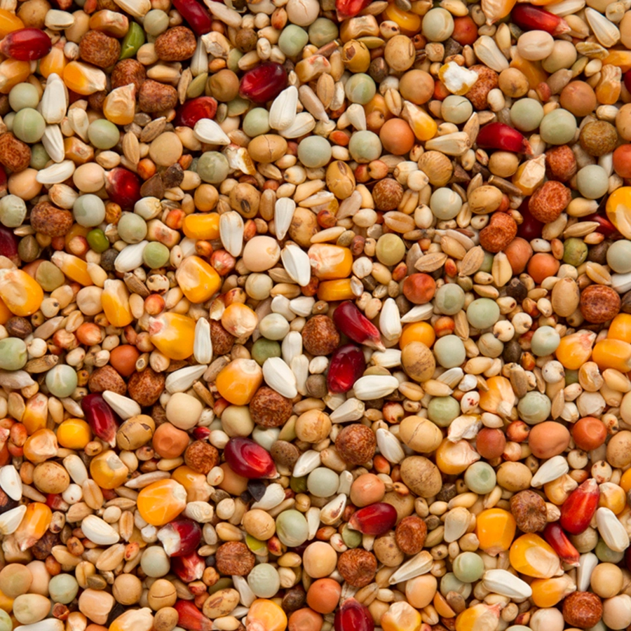 GALAXY BREEDING | | Beyers Belgium