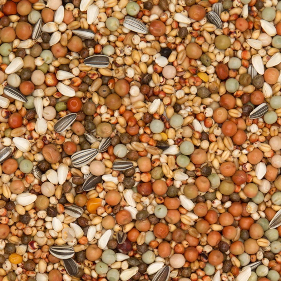 OLYMPIA 48 - BREEDING & YOUNGSTERS WITHOUT MAIZE | | Beyers Belgium