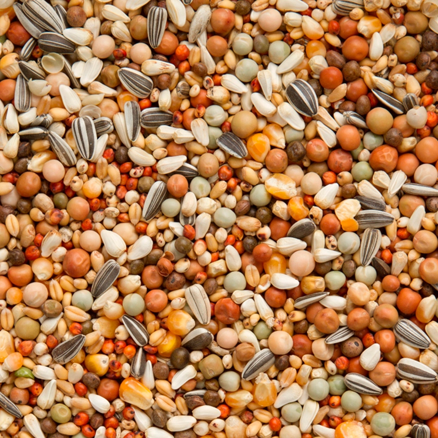 OLYMPIA 49 - BREEDING & YOUNGSTERS WITH SMALL MAIZE | | Beyers Belgium