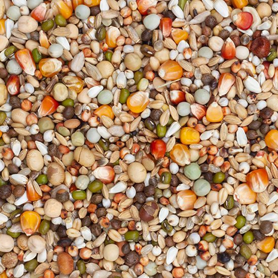 Olympia 52 - breeding & youngsters with milk thistle | VOSKES