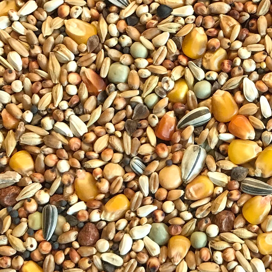 Original jungtauben | VOSKES