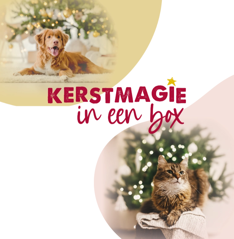 Kerstmagie in een box
