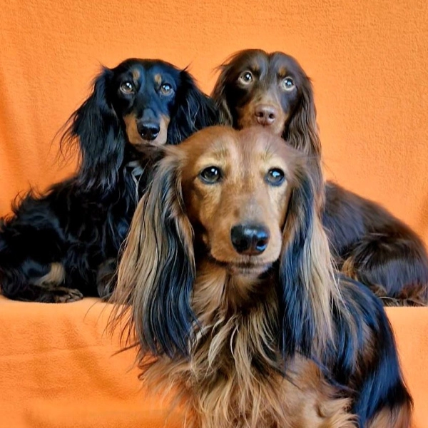 Max, Appie & Pierke