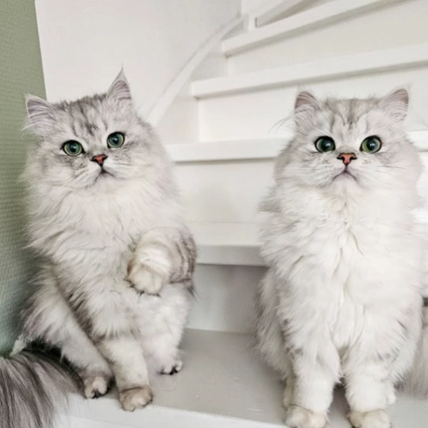 déchiffrez le langage corporel de votre chat