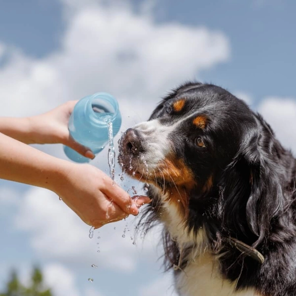 de beste manieren om je hond af te koelen!