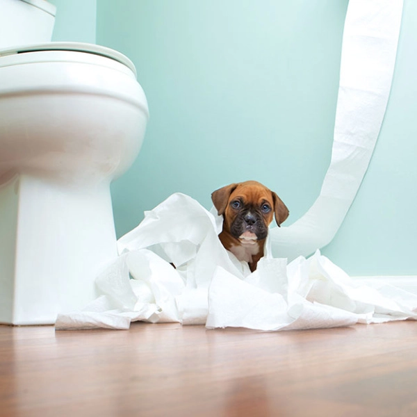Comment apprendre la propreté à mon chiot ?