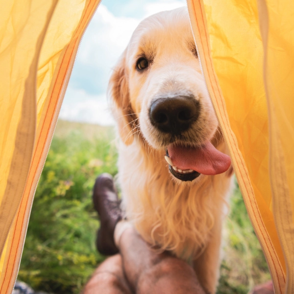 Met je hond op reis | Voskes