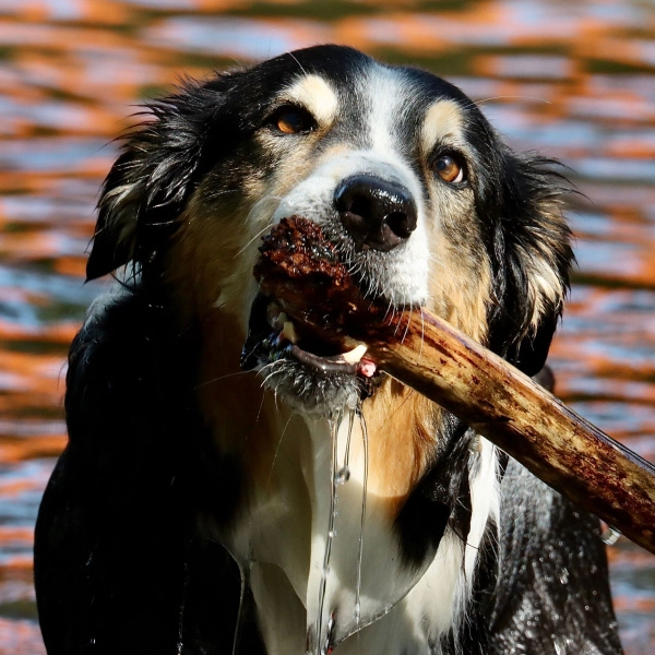 Uitjes met je hond | Voskes