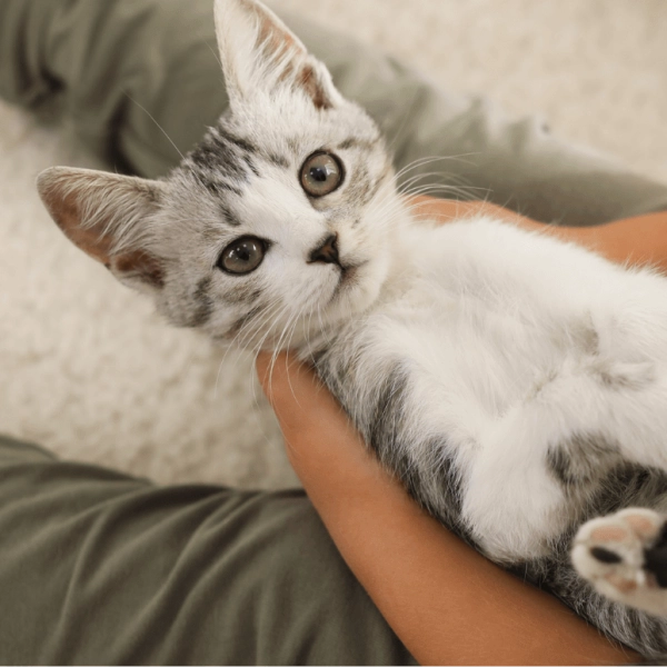 Titel: Wat heb je nodig voor een kitten? Complete checklist