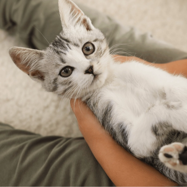 De quoi avez-vous besoin pour accueillir un chaton