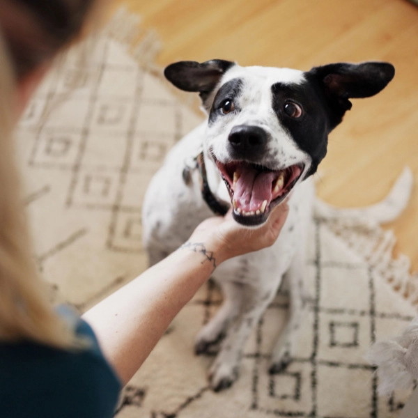 Lichaamstaal van je hond begrijpen