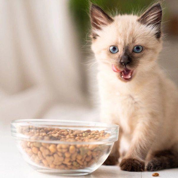 Kitten op komst? Ontdek onze voedingstips!