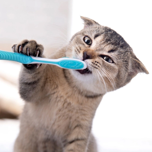 Een mond vol tanden: zo verzorg je het gebit van je kat!