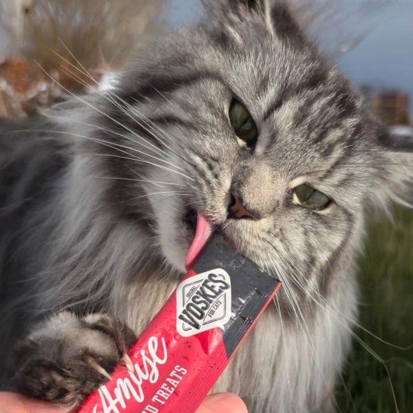 Kies voor functionele kattensnacks!