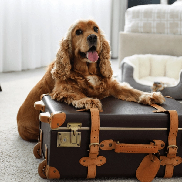 Vous partez en voyage sans votre chien ou votre chat 