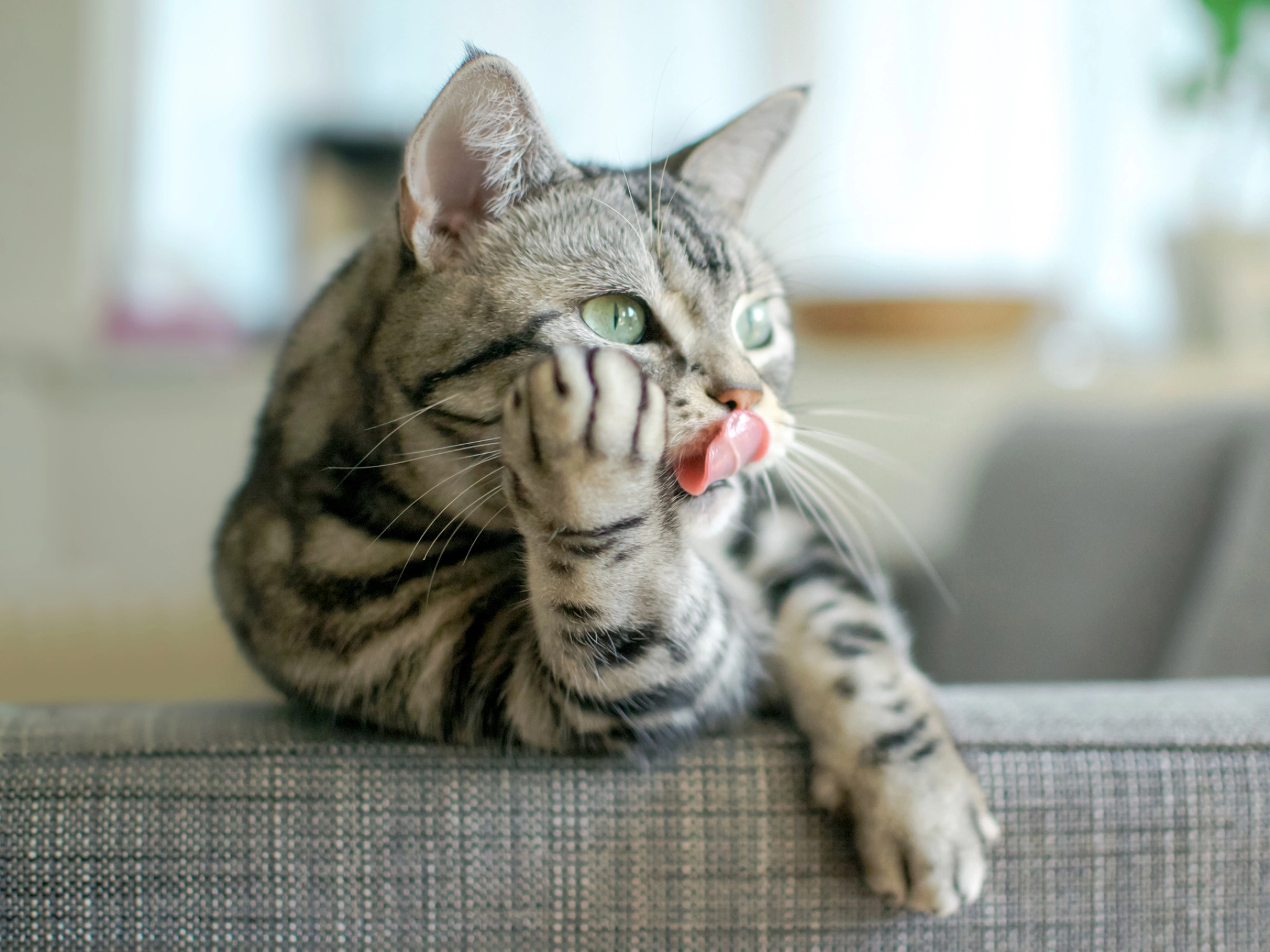 Voordelen droogvoer voor katten | Voskes