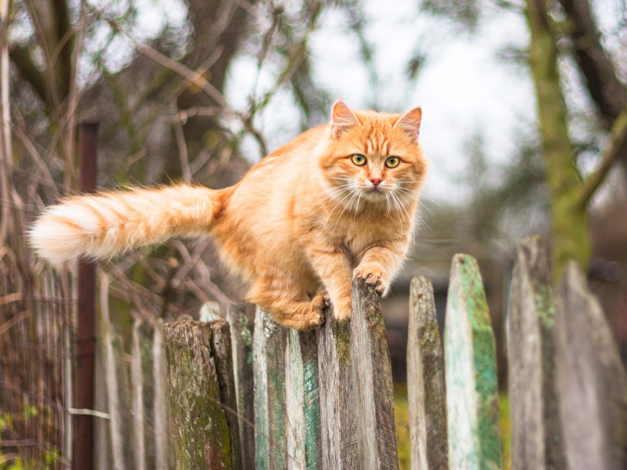 Brokjes voor volwassen katten | Voskes